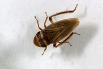 (Homoptre - Cicadellidae - Aphrodes sp.)